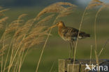 Black-tailed Godwit (Limosa limosa) 