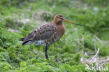 Black-tailed Godwit (Limosa limosa) 