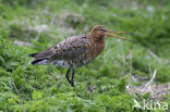 Black-tailed Godwit (Limosa limosa) 