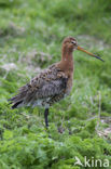 Black-tailed Godwit (Limosa limosa) 