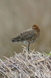 Black-tailed Godwit (Limosa limosa) 