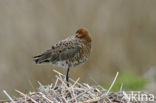 Black-tailed Godwit (Limosa limosa) 