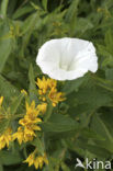 Hedge Bindweed (Convolvulus sepium)