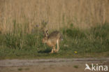 Brown Hare (Lepus europaeus)