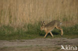 Brown Hare (Lepus europaeus)