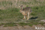 Brown Hare (Lepus europaeus)