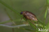 Haliplus flavicollis