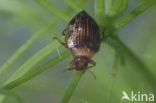 Haliplus ruficollis