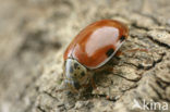 Cream-streaked ladybird (Harmonia quadripunctata)