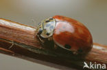 Cream-streaked ladybird (Harmonia quadripunctata)