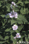 Heemst (Althaea )