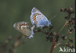 Heideblauwtje (Plebejus argus) 