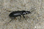 Heidezwartschild (Pterostichus rhaeticus)