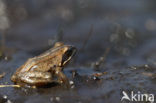 Heikikker (Rana arvalis) 