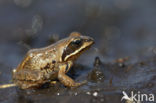 Heikikker (Rana arvalis) 