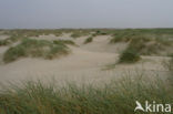 Marram (Ammophila arenaria)