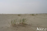 Marram (Ammophila arenaria)