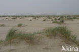 Marram (Ammophila arenaria)