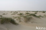 Marram (Ammophila arenaria)