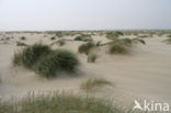 Marram (Ammophila arenaria)