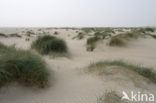 Marram (Ammophila arenaria)