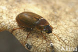 Helochares punctatus