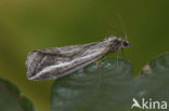 Herfstbremspanner (Chesias legatella)