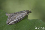 Herfstbremspanner (Chesias legatella)