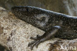 Highland alligator lizard (Mesaspis monticola)