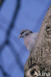 Stock Dove (Columba oenas)