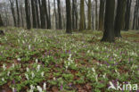 Holwortel (Corydalis cava)