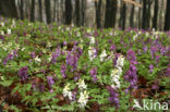 Holwortel (Corydalis cava)