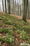 Hollow-root (Corydalis cava)