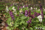 Holwortel (Corydalis cava)