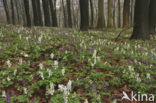 Holwortel (Corydalis cava)