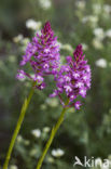 Pyramidal Orchid (Anacamptis pyramidalis)