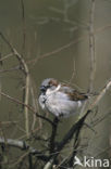 Huismus (Passer domesticus) 