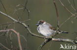 Huismus (Passer domesticus) 