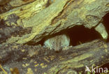 House Shrew (Crocidura russula)