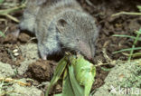 Huisspitsmuis (Crocidura russula)