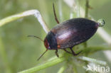 Hydroporus erythrocephalus