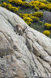 Iberische Steenbok (Capra pyrenaica)