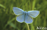 Icarusblauwtje (Polyommatus icarus)