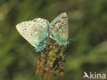Common Blue (Polyommatus icarus)
