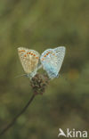 Common Blue (Polyommatus icarus)