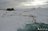 Polar bear (Ursus maritimus) 