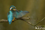 IJsvogel (Alcedo atthis)