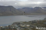 Isfjord