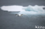 Ivory Gull (Pagophila eburnea) 