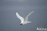 Ivory Gull (Pagophila eburnea) 